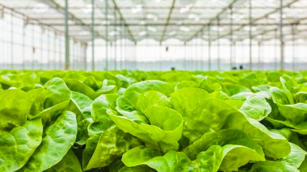 Grow Lighting LED Market Potential Keeps Increasing